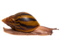 Achatina achatina achatina Nigeria typ 2 semiadult, 9cm